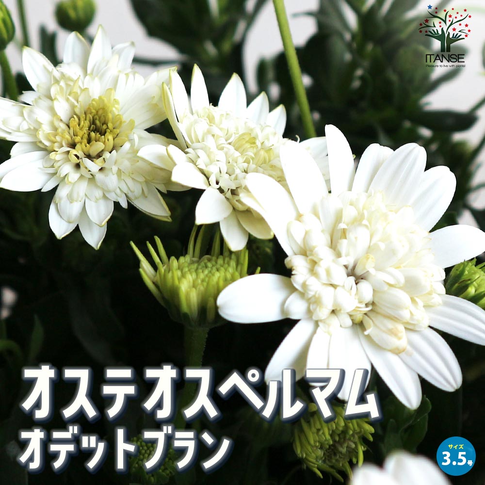 【送料無料】オステオスペルマム オデットブラン 花苗 3.5号鉢 Osteospermum アフリカンデージー デイジー 寄せ植え ガーデニング 送料無料 即納 4,904円