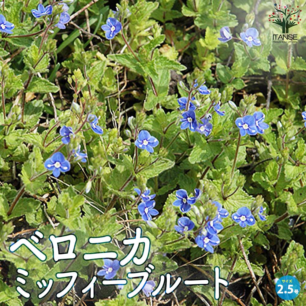 【送料無料】ベロニカ ミッフィーブルート 花苗 2.5号ロングポット Veronica longifolia Charlotte オオバコ ゴマノハグサ クワガタソー 送料無料 即納