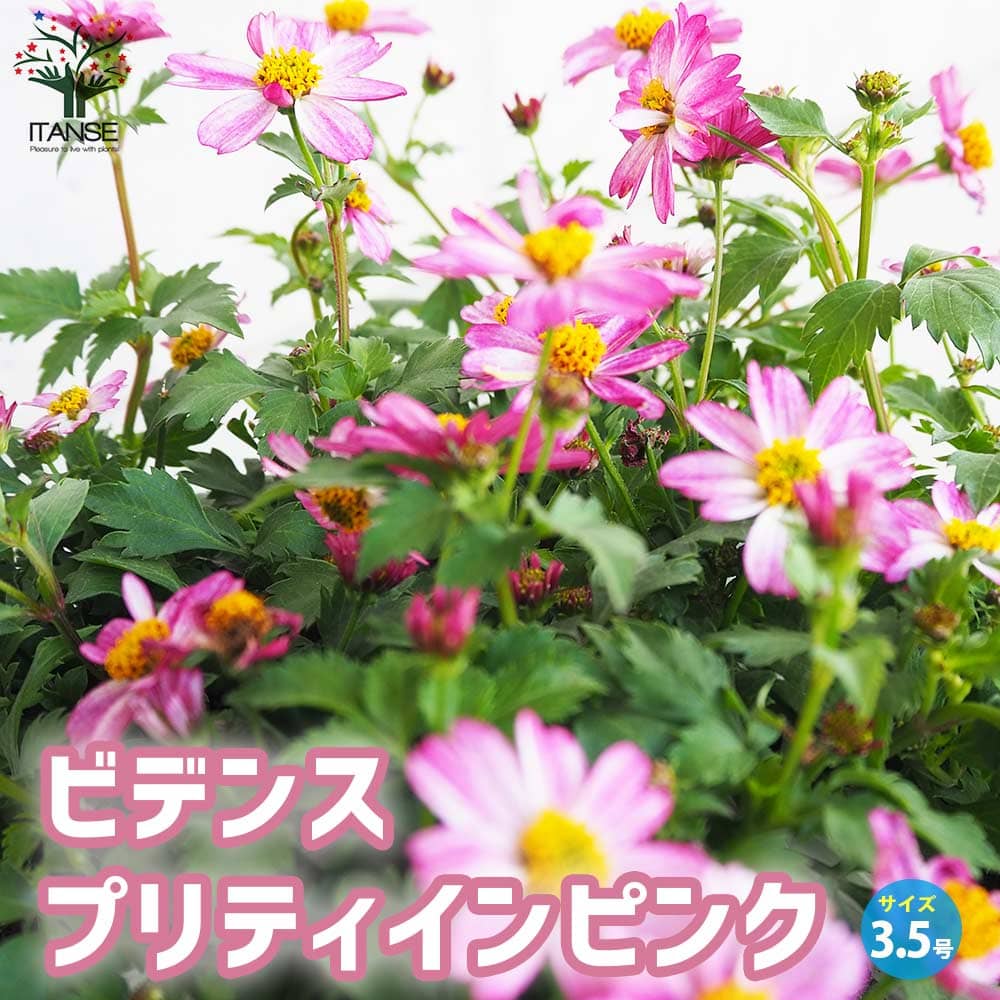 【楽天市場】【送料無料】ビデンス プリティインピンク【花苗 3.5号ポット】ビデンス ゴールデンエンパイア、ハッピーエンパイアビデンス