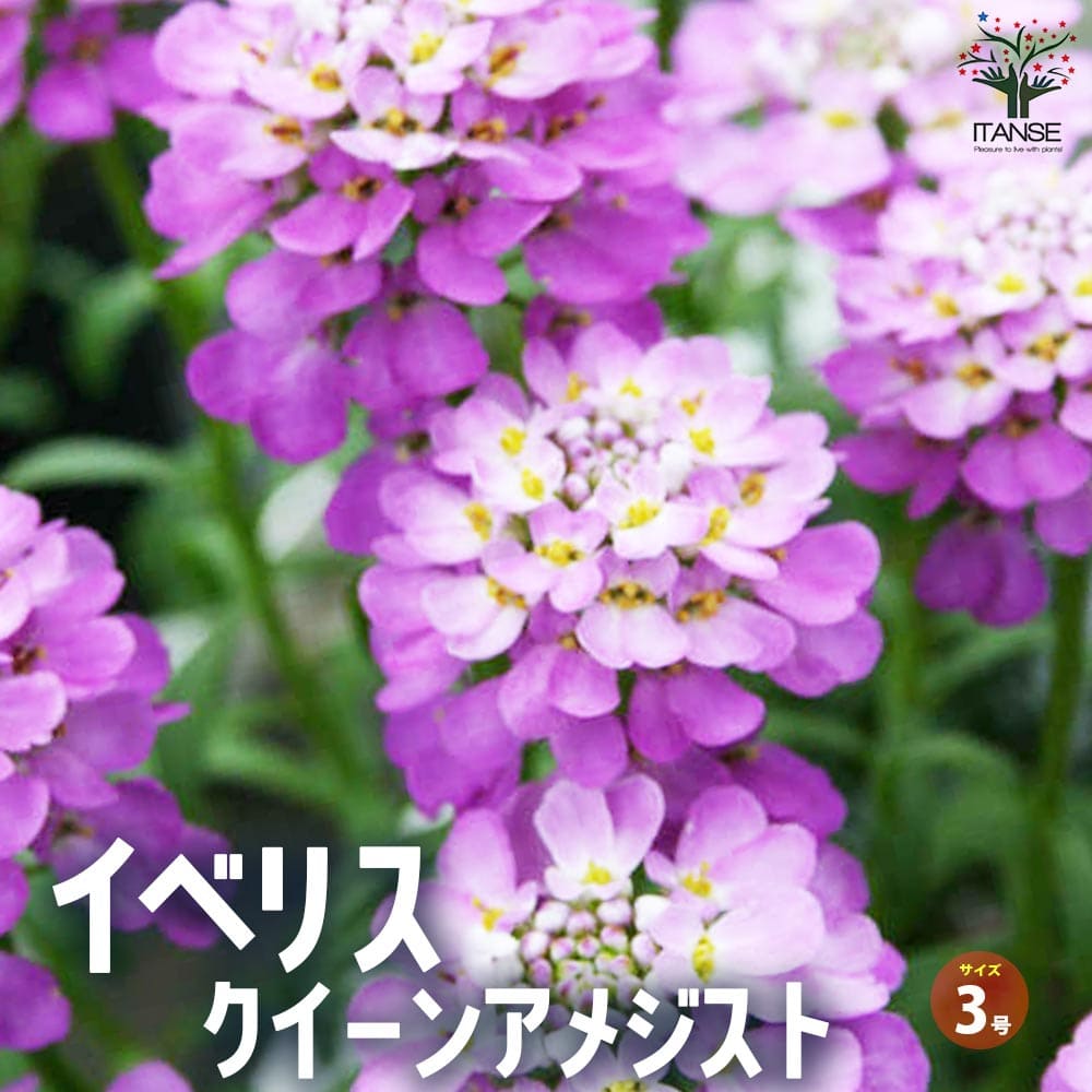 観葉草木特集 花の苗物-苗物-ガーデニング・農業