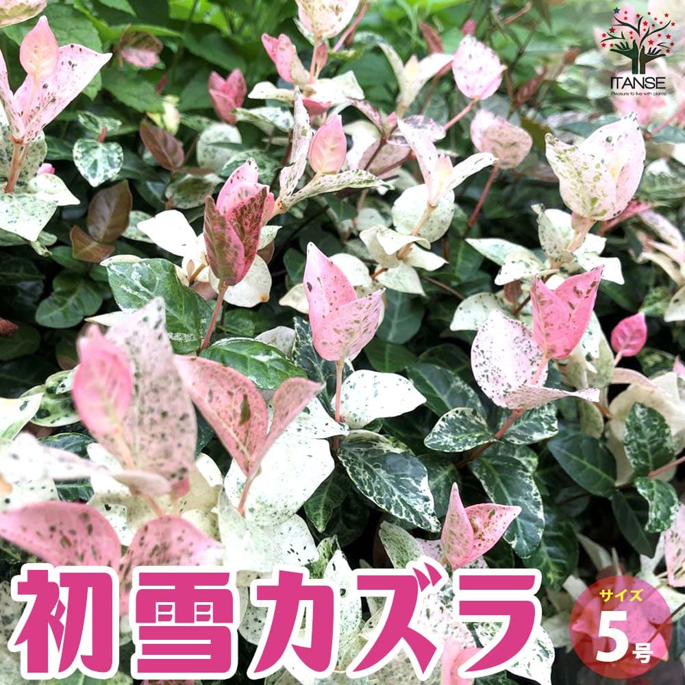 ヒスイカズラ苗　翡翠葛苗　8-2 hisuikazura1.jpg