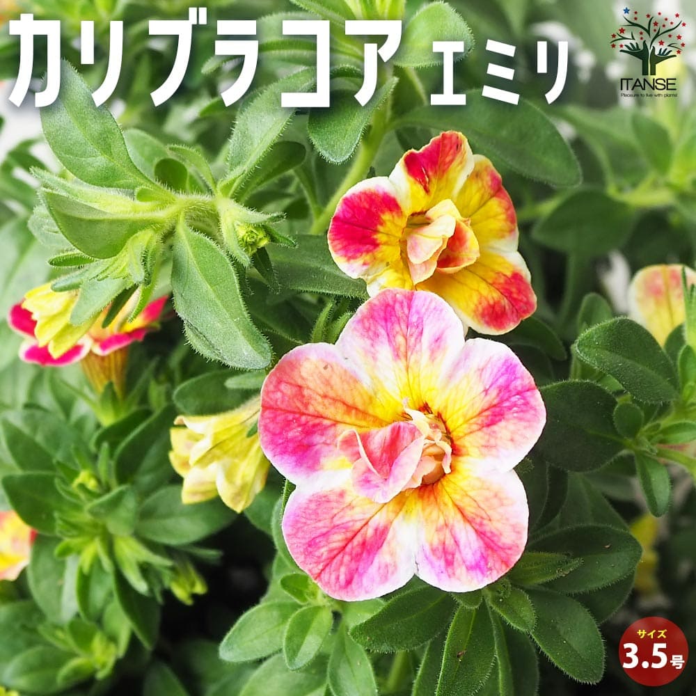 観葉草木特集
