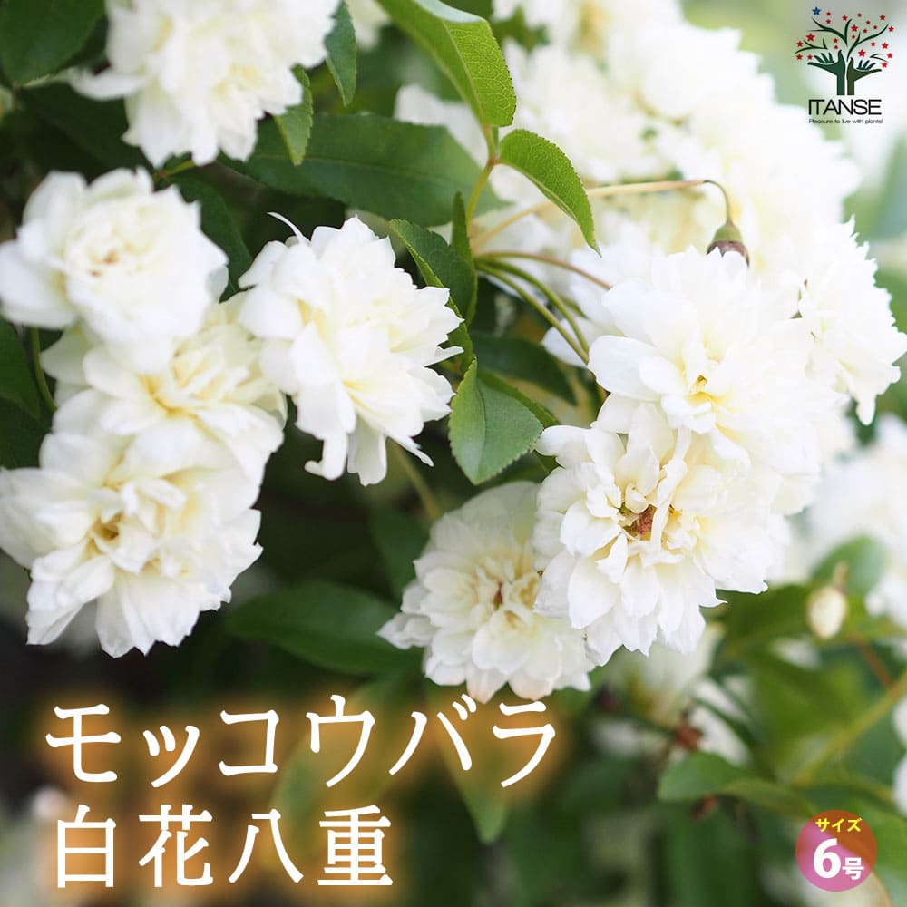 観葉草木特集