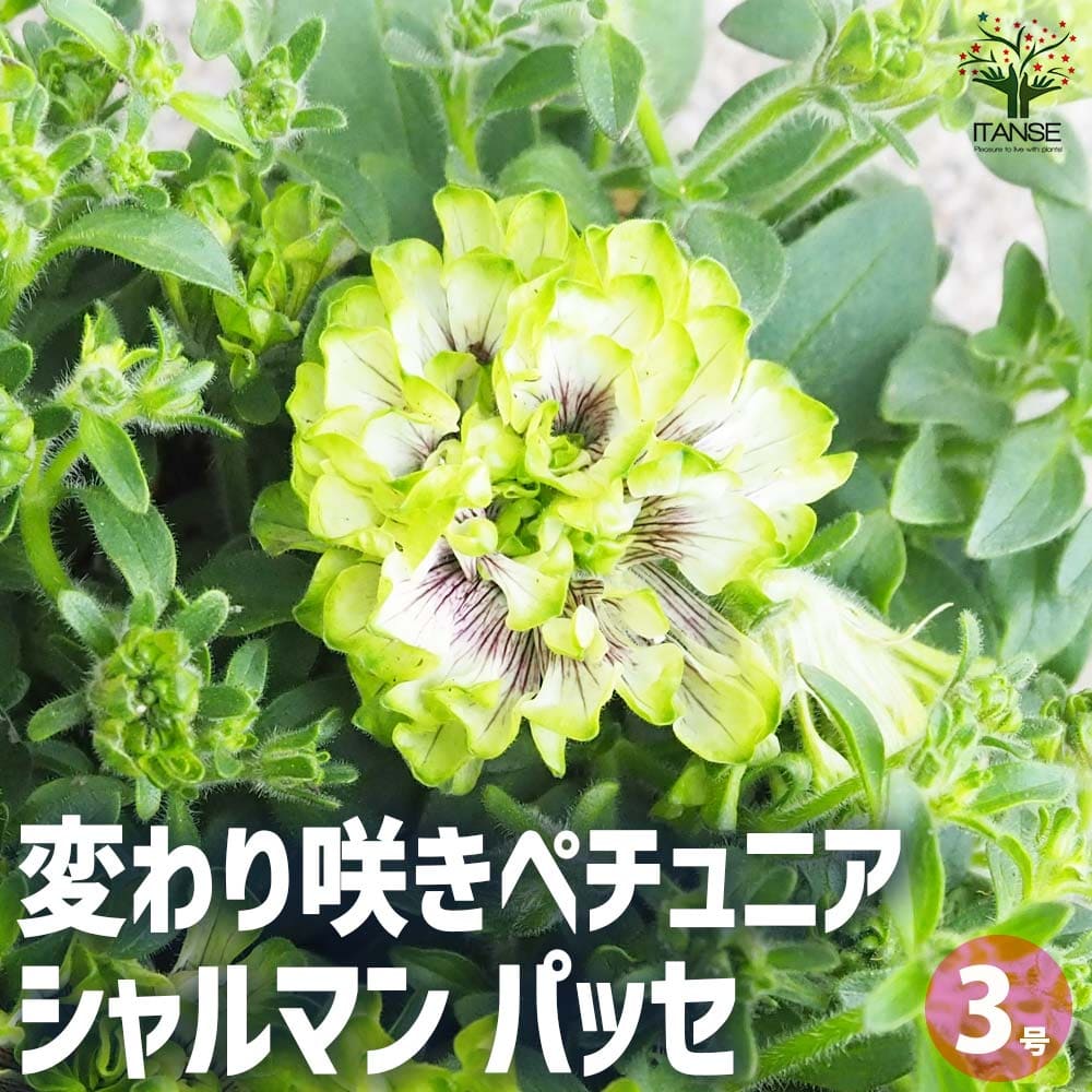 観葉草木特集