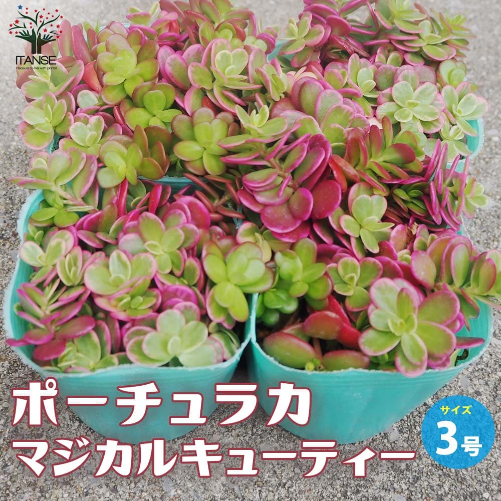 観葉草木特集
