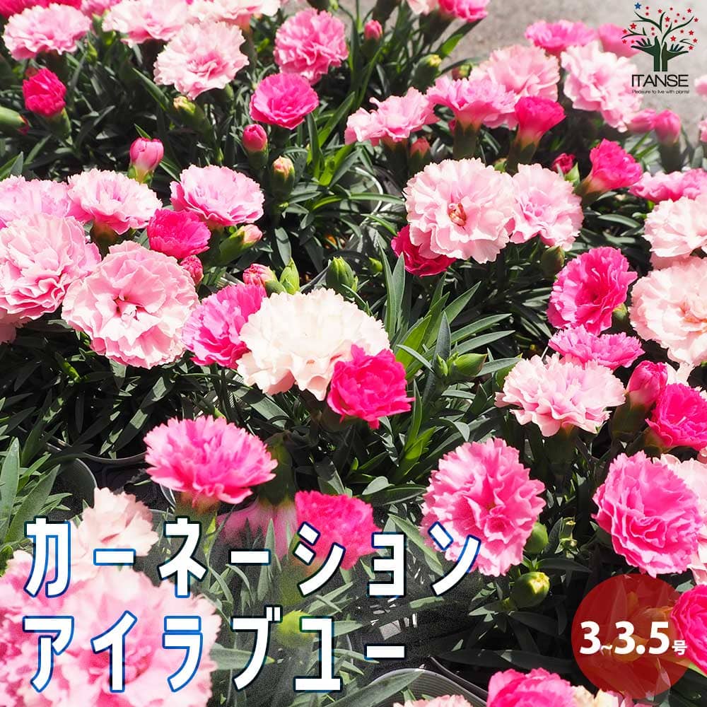 【送料無料】カーネーション ( ダイアンサス ) アイラブユー 花苗 3～3.5号ポット 花苗 花の苗 カーネーション ダイアンサス carnation 多年草 母の日 Mother's Day PVP 送料無料 即納