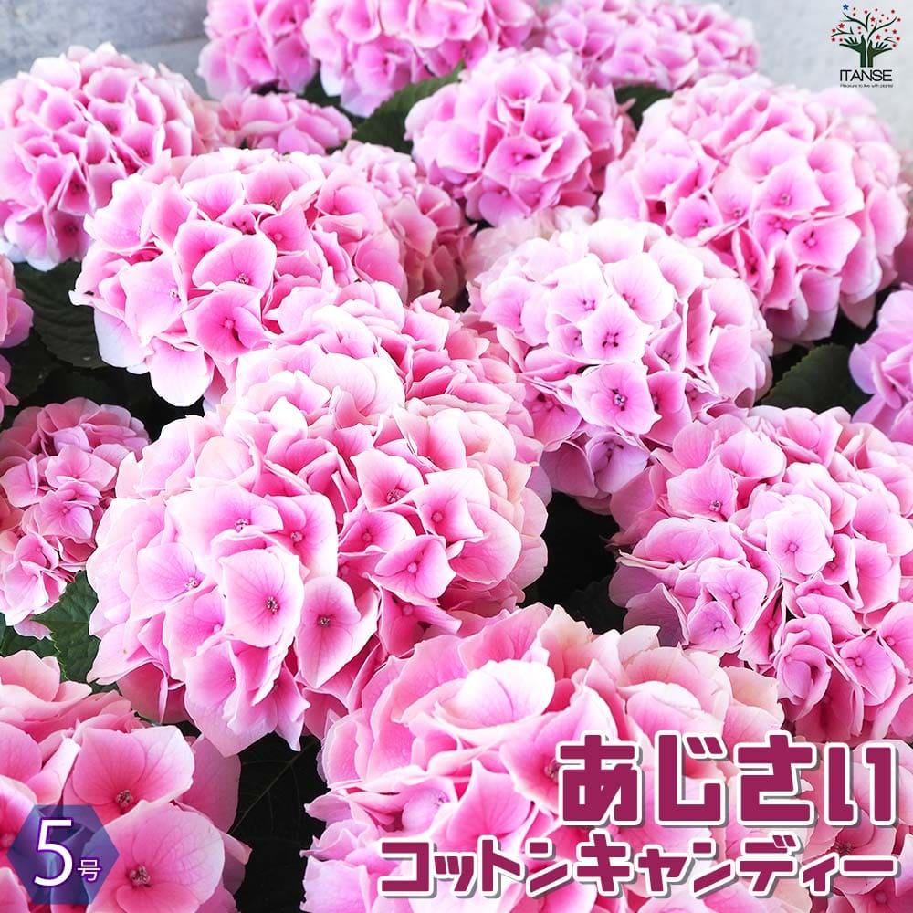 観葉草木特集