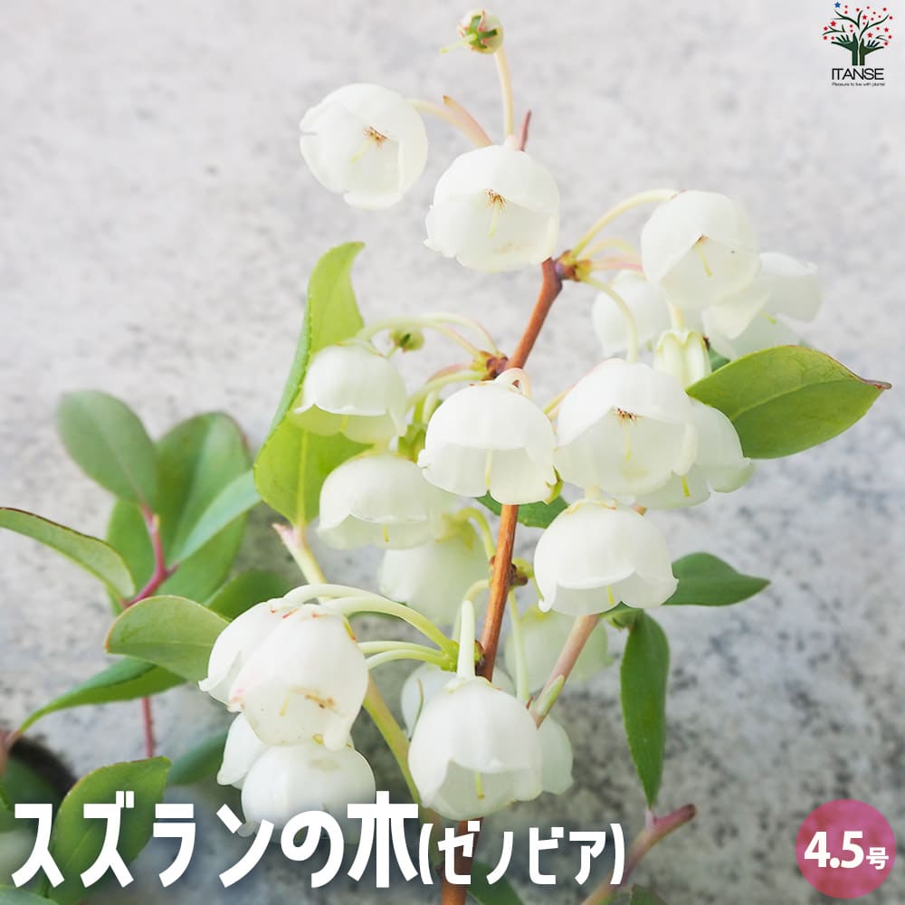 楽天市場】【ポイント2倍☆マラソン期間】プロテア スサラ 花木