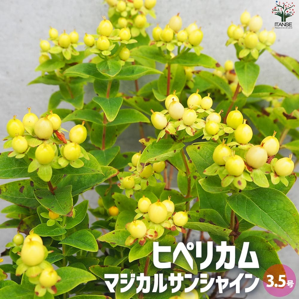 【送料無料】ヒペリカム マジカルサンシャイン 花苗 3.5号ポット オトギリソウ Hypericum Miracle night トリカラー 黄金葉 PVP 送料無料 即納
