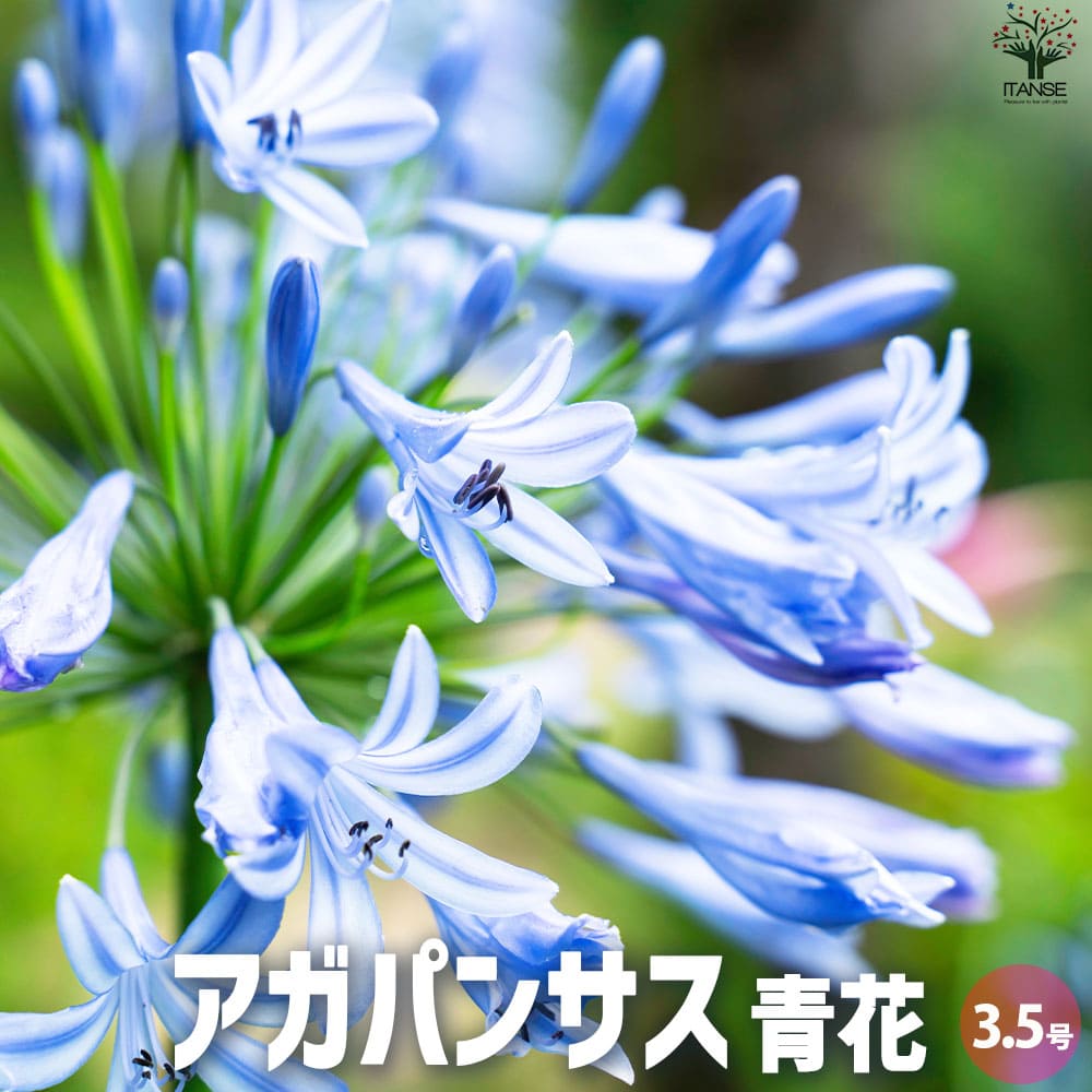 観葉草木特集