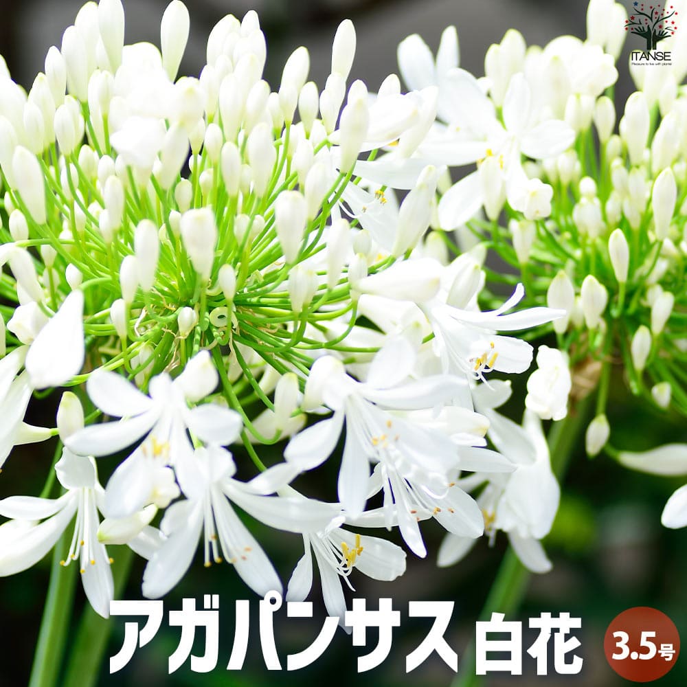 観葉草木特集