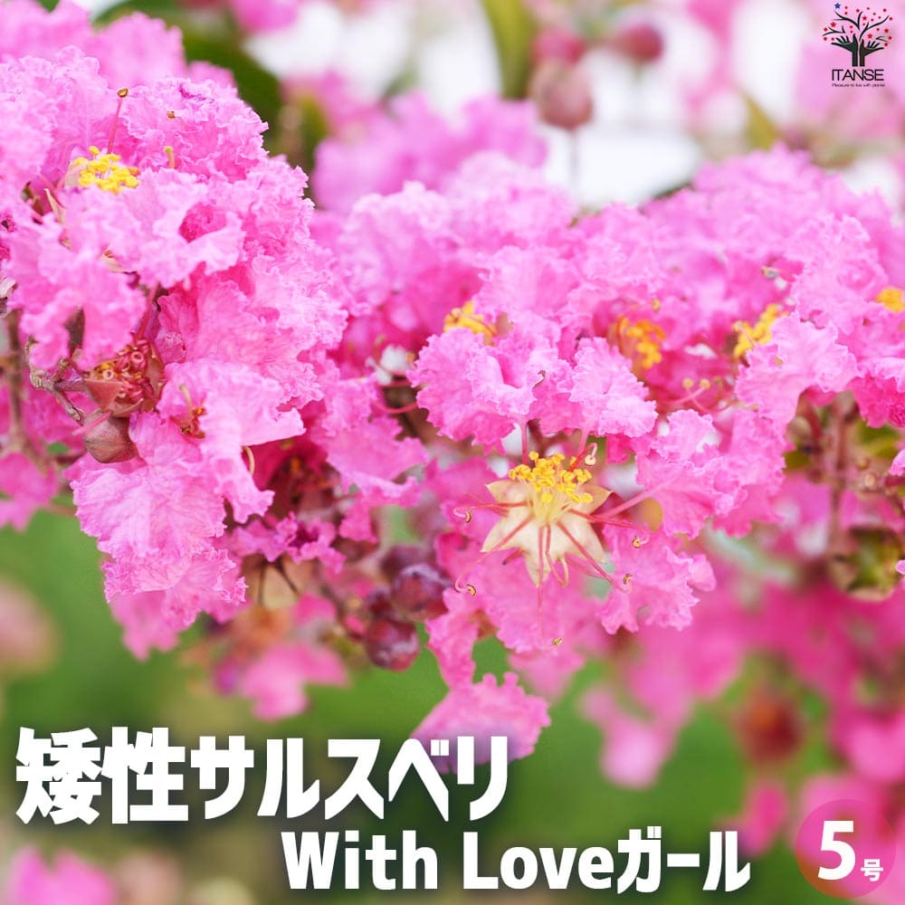 【送料無料】矮性サルスベリの苗木 品種：With Love ガール 花苗 5号ポット 花木 花木の苗 花の苗 矮性 サルスベリ 百日紅 ヒャクジツコウ PVP 送料無料 即納