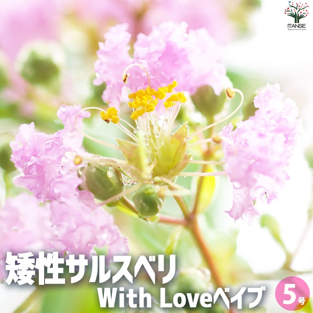 【送料無料】矮性サルスベリの苗木 品種：With Love ベイブ 花苗 5号ポット 花木 花木の苗 花の苗 矮性 サルスベリ 百日紅 ヒャクジツコウ PVP 送料無料 即納