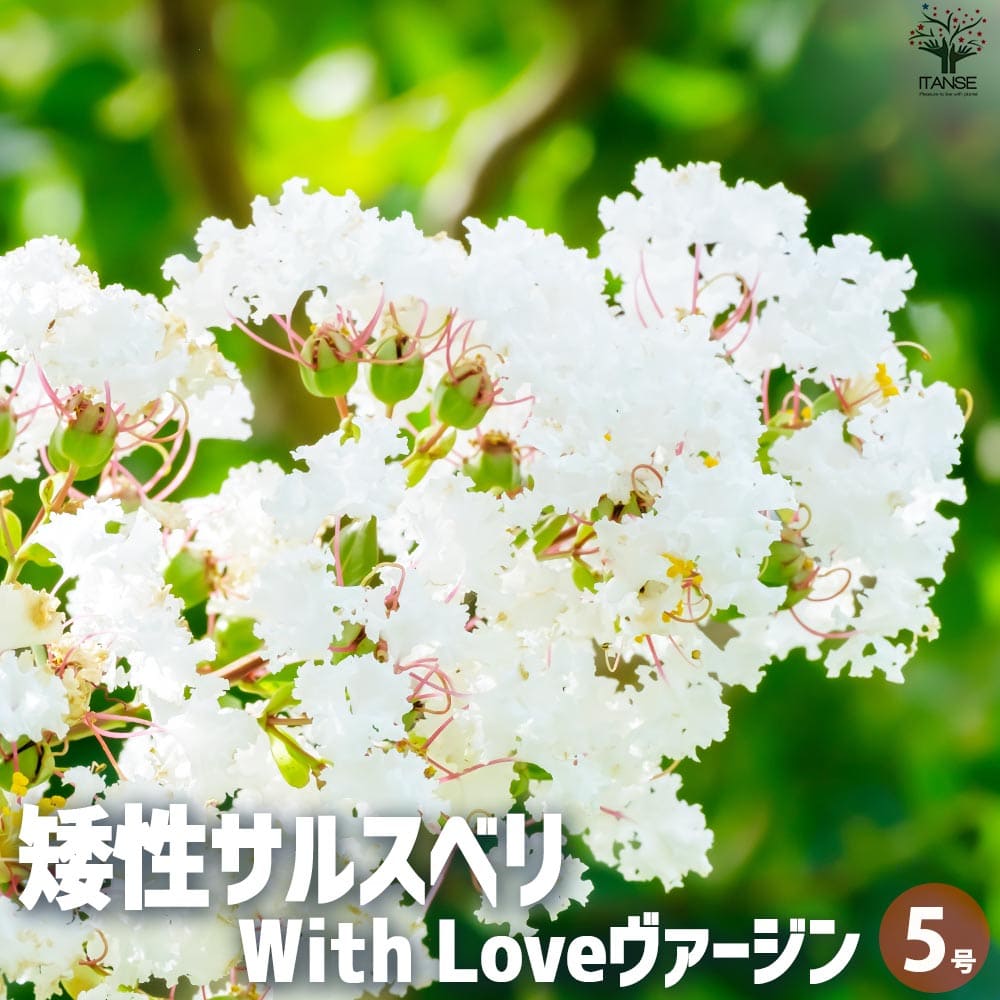 観葉草木特集