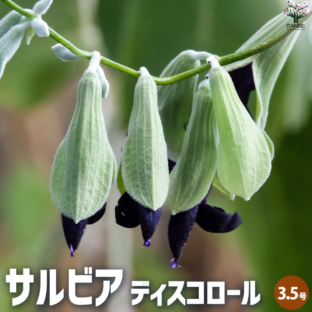 観葉草木特集