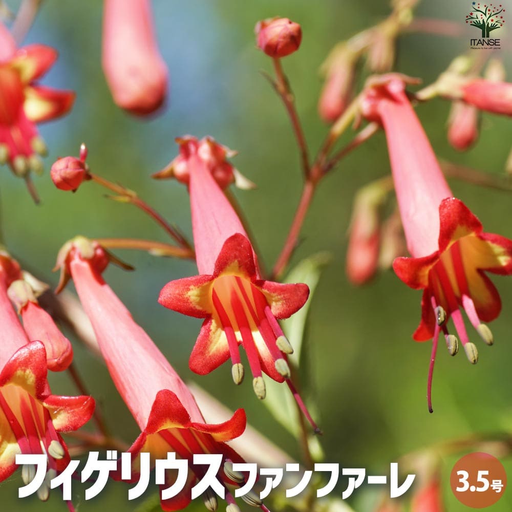 【送料無料】フィゲリウス ファンファーレ 花苗 3.5号ポット 花の苗 ケープフクシア ガーデニング 鉢植え 地植え 送料無料 即納