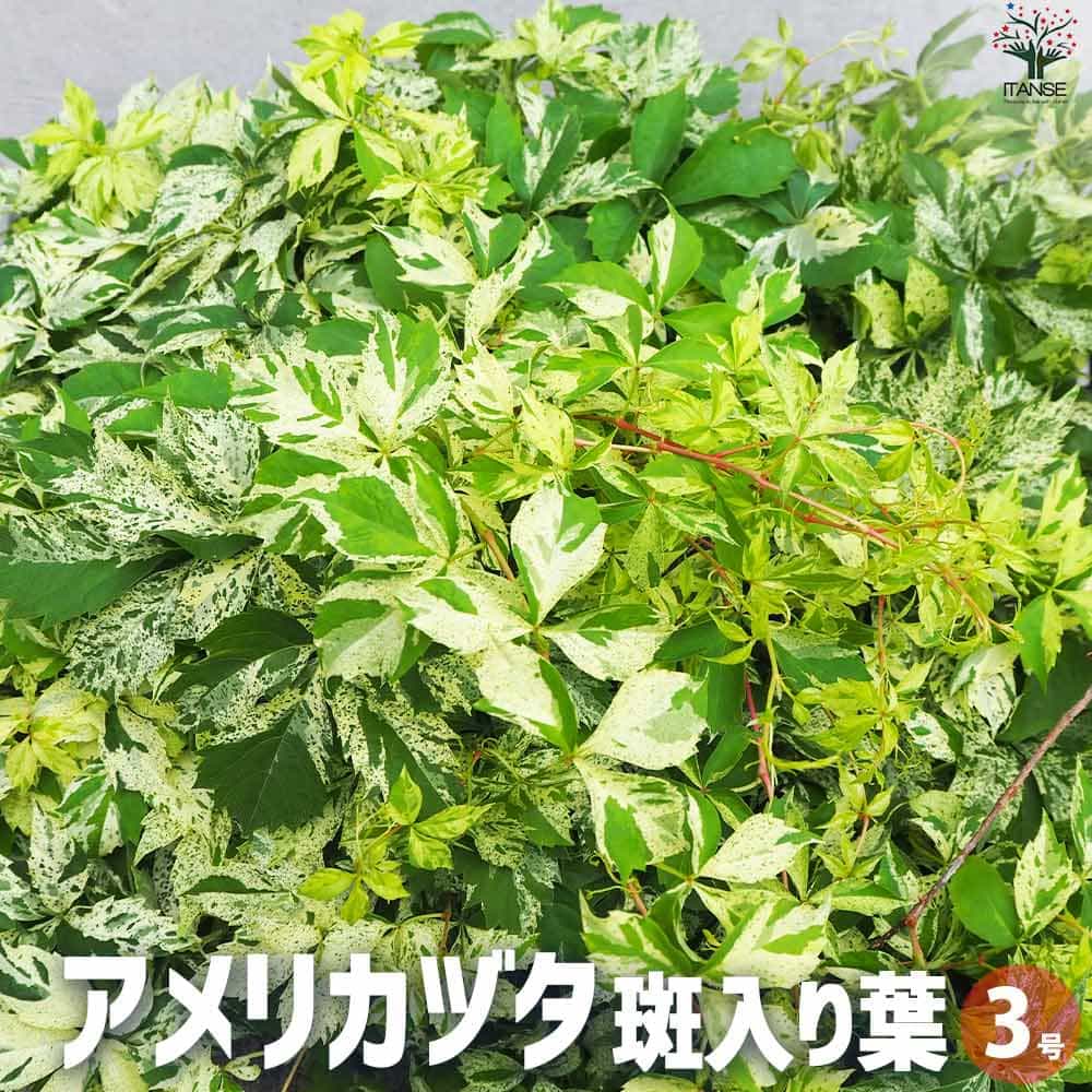 観葉草木特集