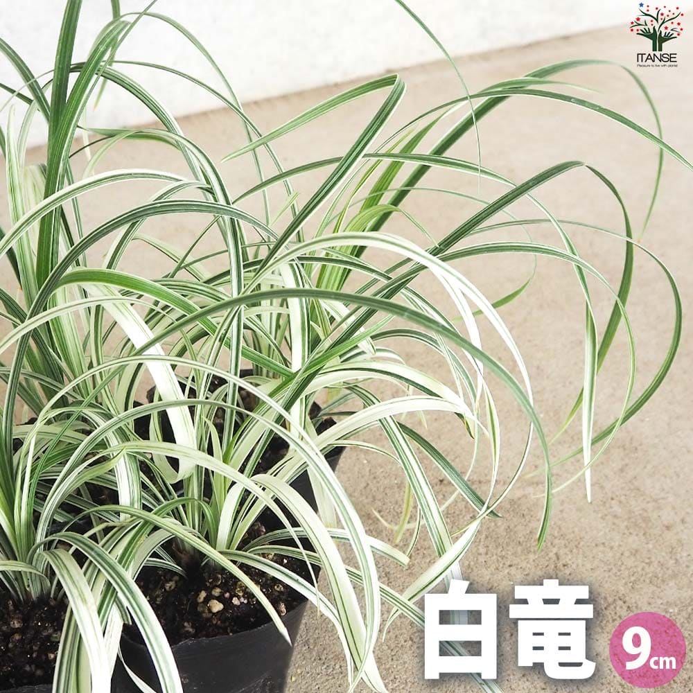 【送料無料】リュウノヒゲ 白竜 ハクリュウ 花苗 9cmポット グランドカバー 竜の髭 花の苗 地植え 送料無料 即納