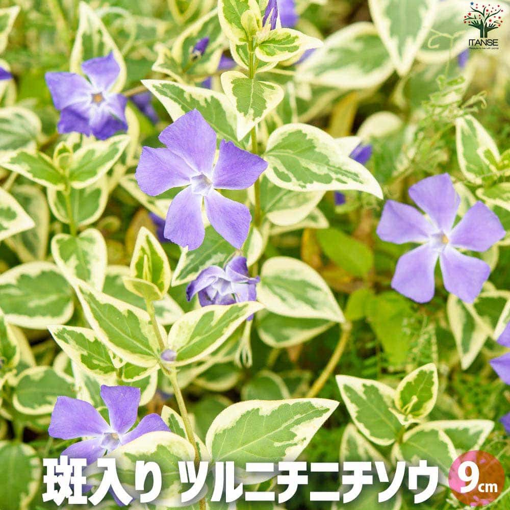 観葉草木特集