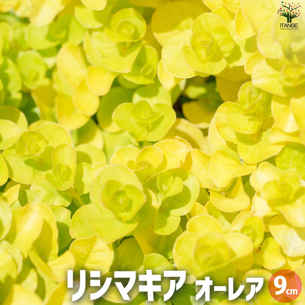 観葉草木特集