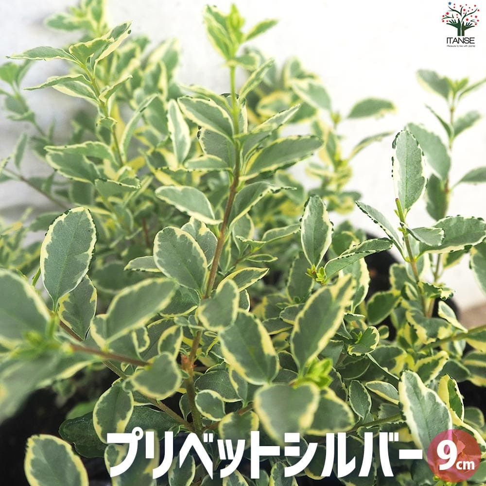【送料無料】プリベットシルバー シルバープリベット 花苗 9cmポット 花の苗 カラーリーフ グランドカバー ハンギング 送料無料 即納