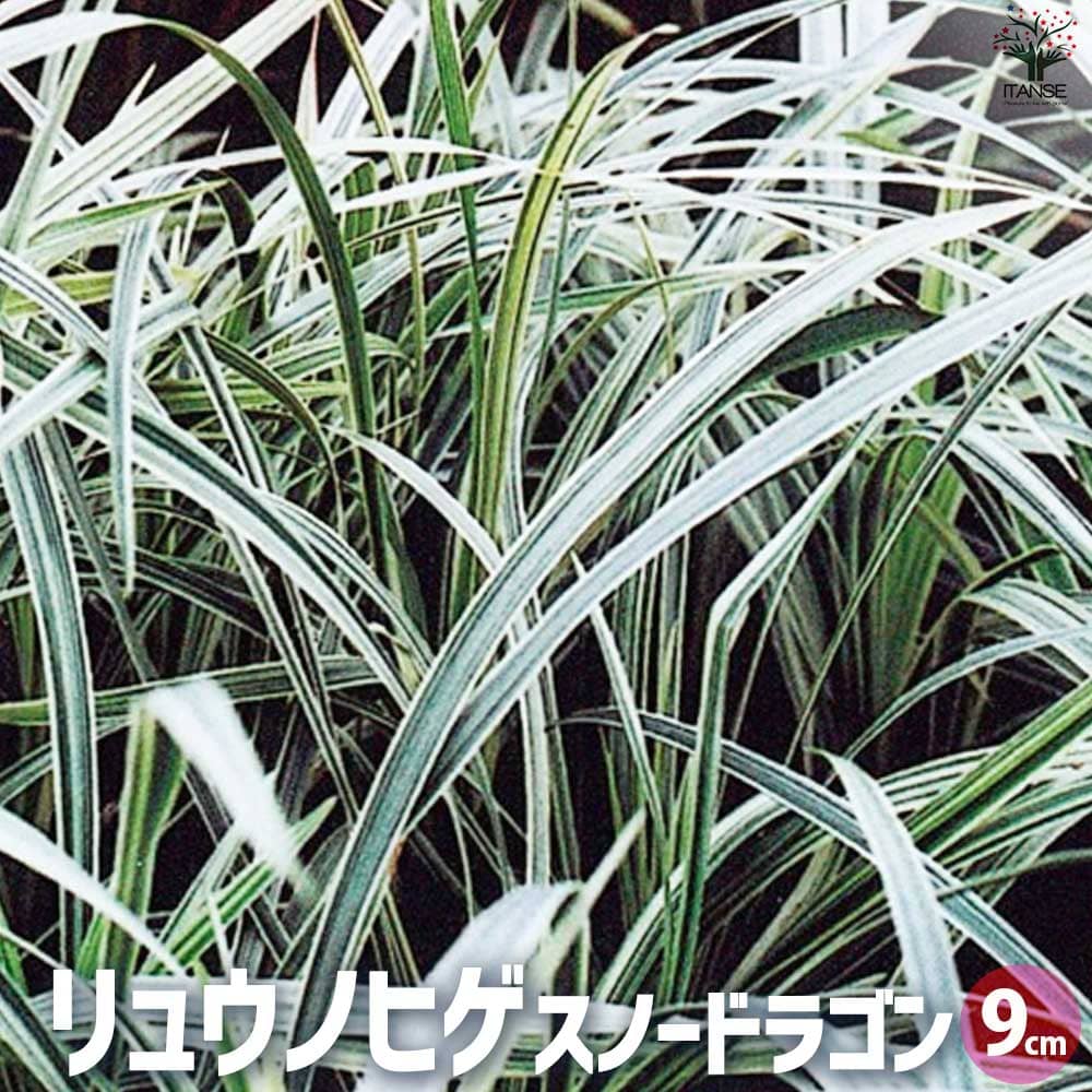 観葉草木特集