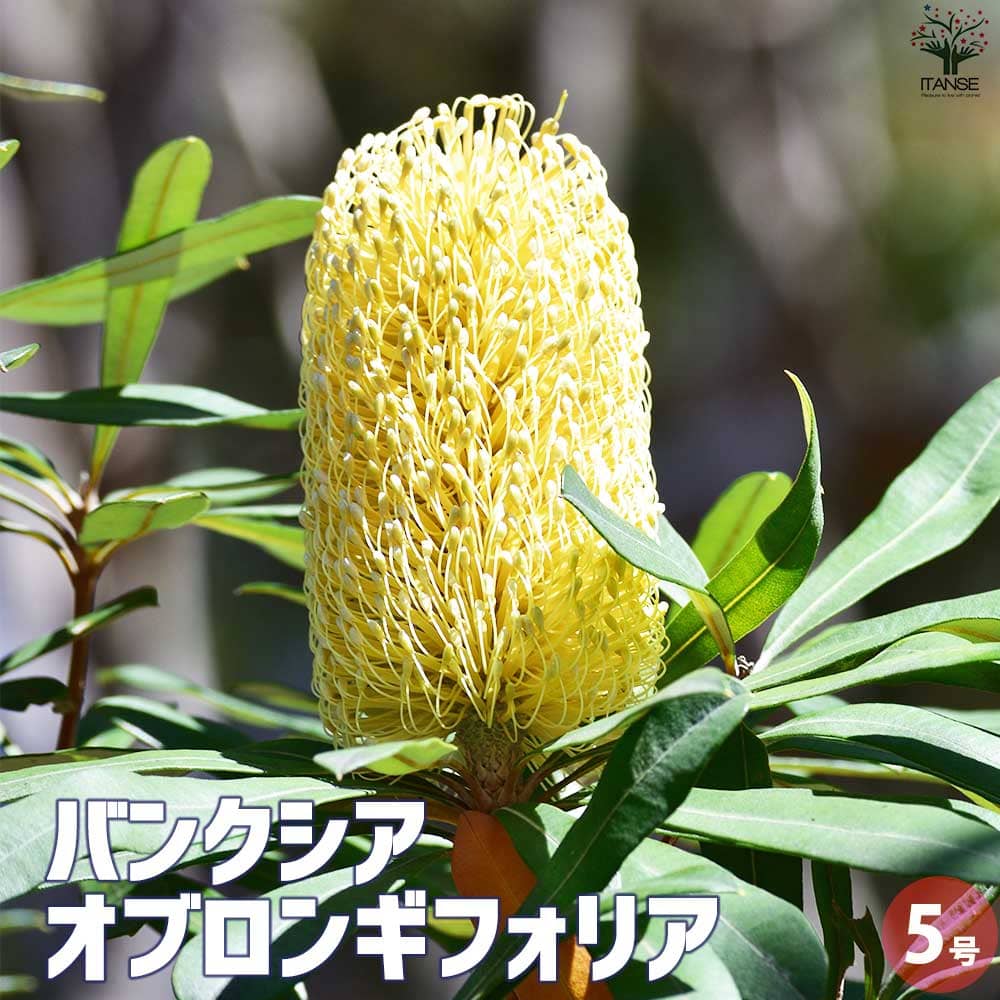 現品・現物】 バンクシア・スピヌノーサ・ヘアピン（バンクシャー