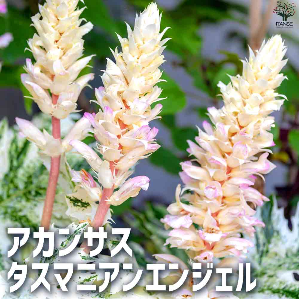 観葉草木特集