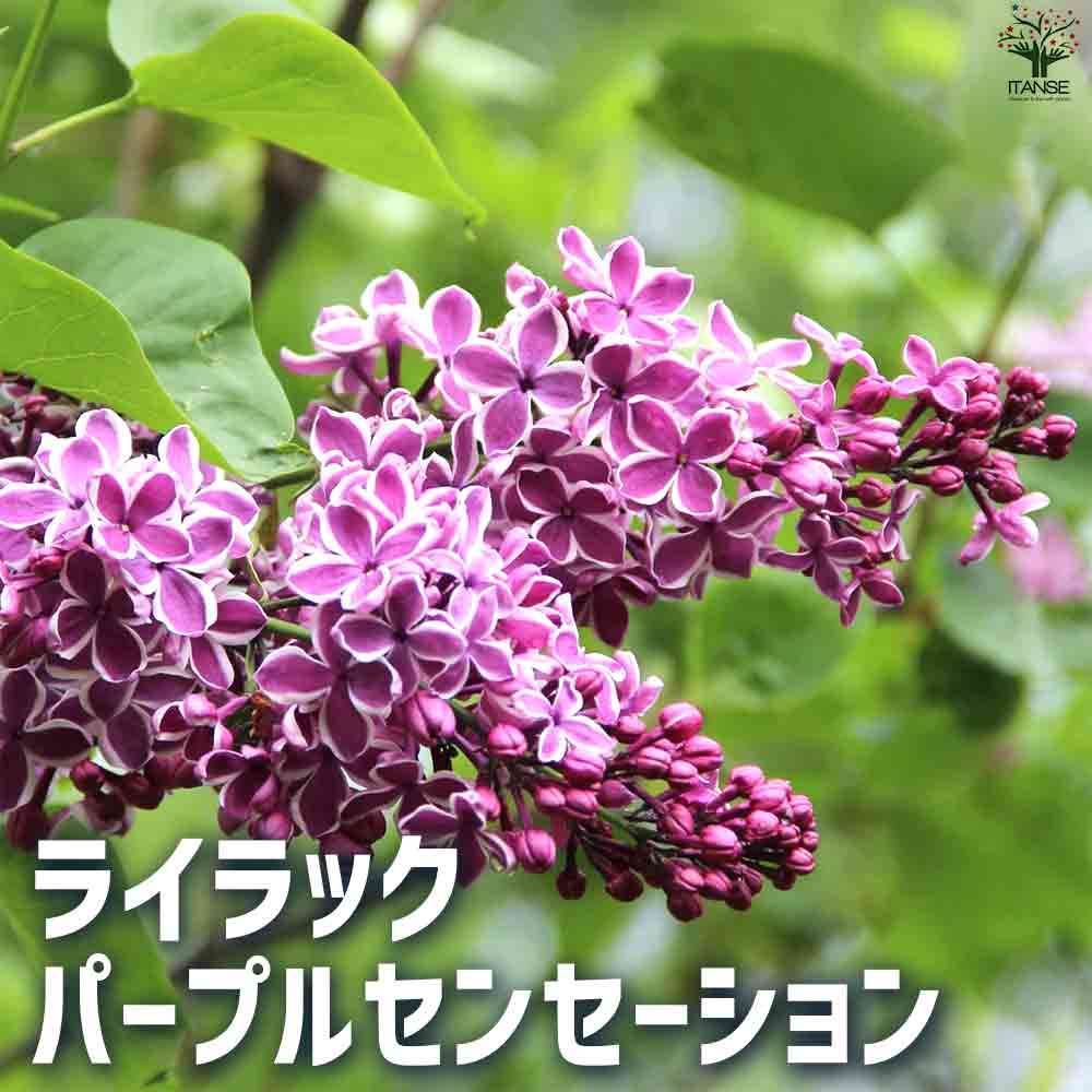 ライラック苗　確認用 han04268_r00.jpg