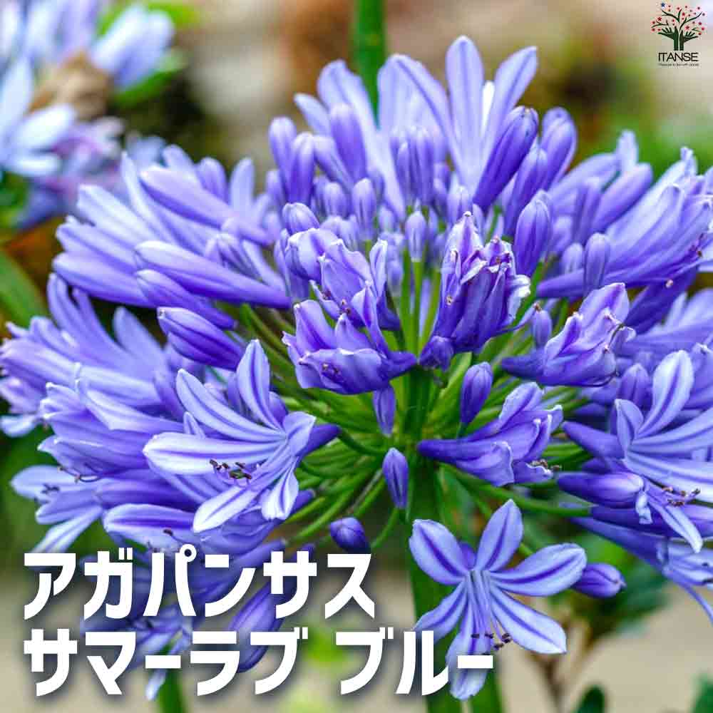 観葉草木特集