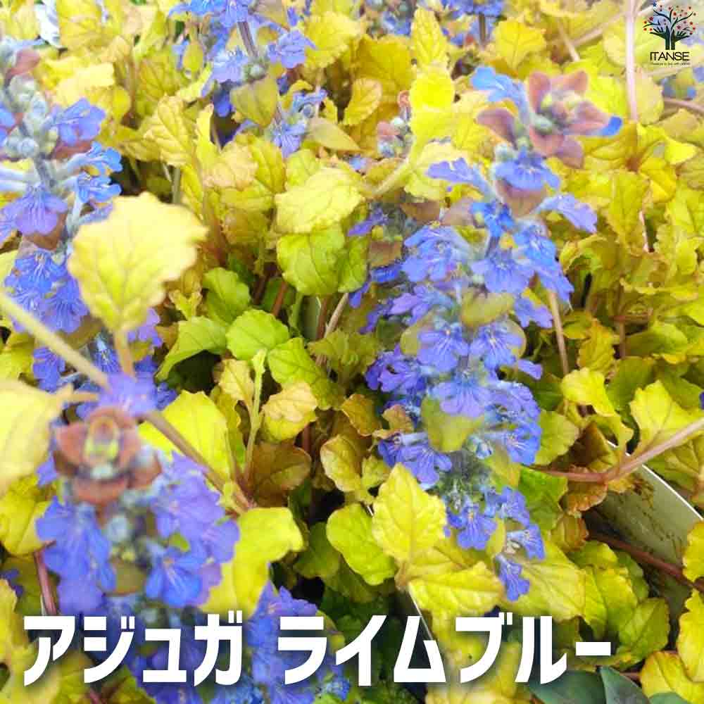 楽天市場】花苗 斑入り葉 アジュガ アークティックホックス 1鉢