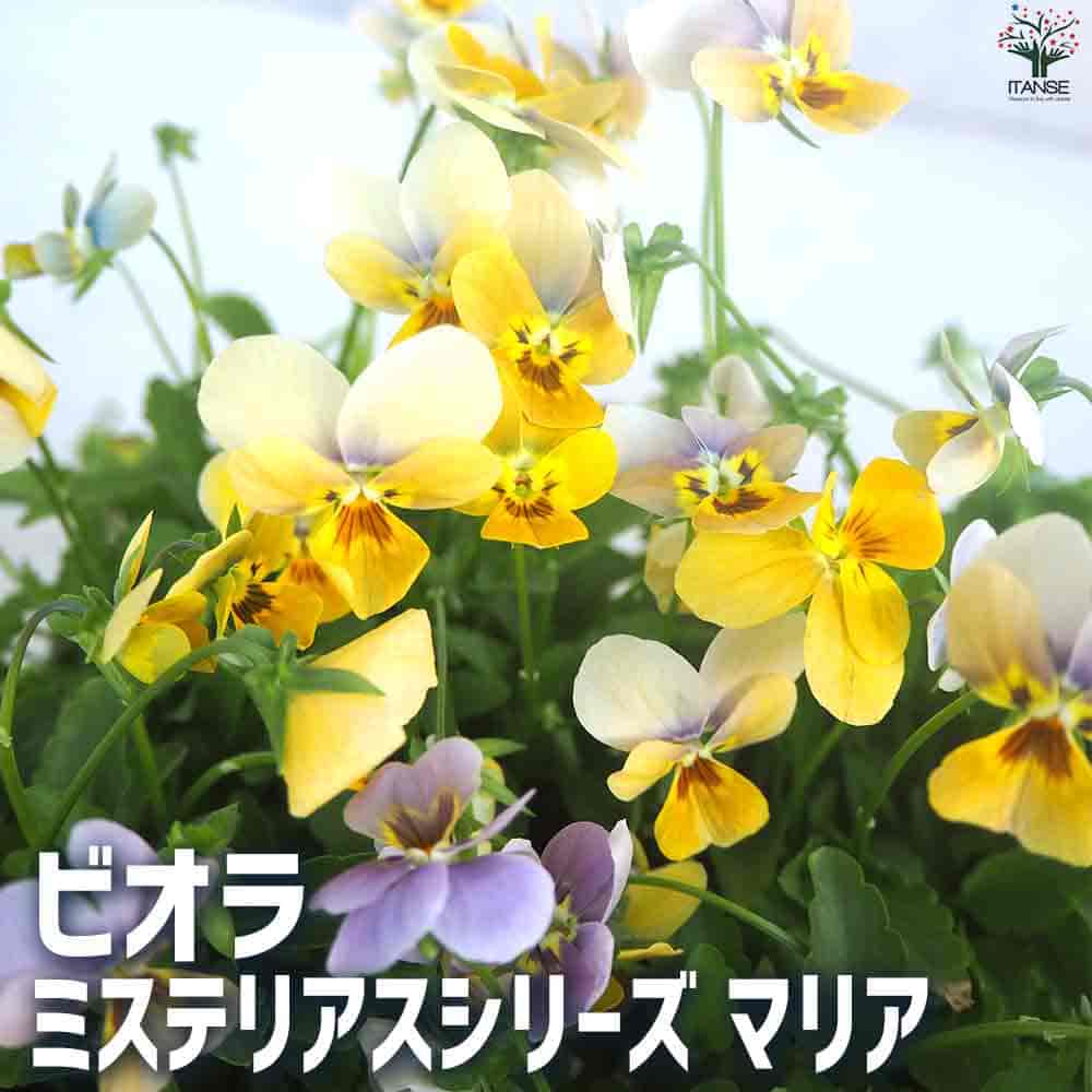 【送料無料】ビオラ ミステリアスシリーズ マリア 花苗 3.5号ポット 花苗 花の苗 オリジナルビオラ ビオラ びおら 押し花 生け花 ギフト 贈り物 送料無料 即納