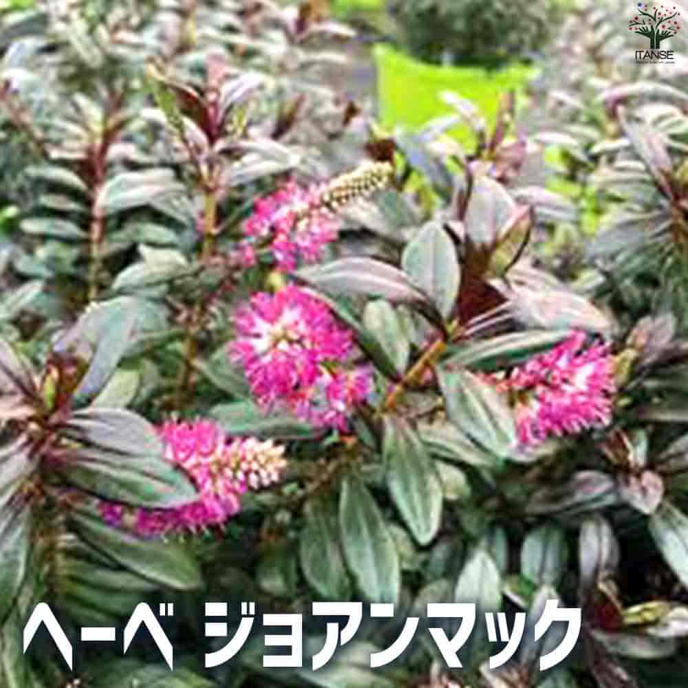 観葉草木特集