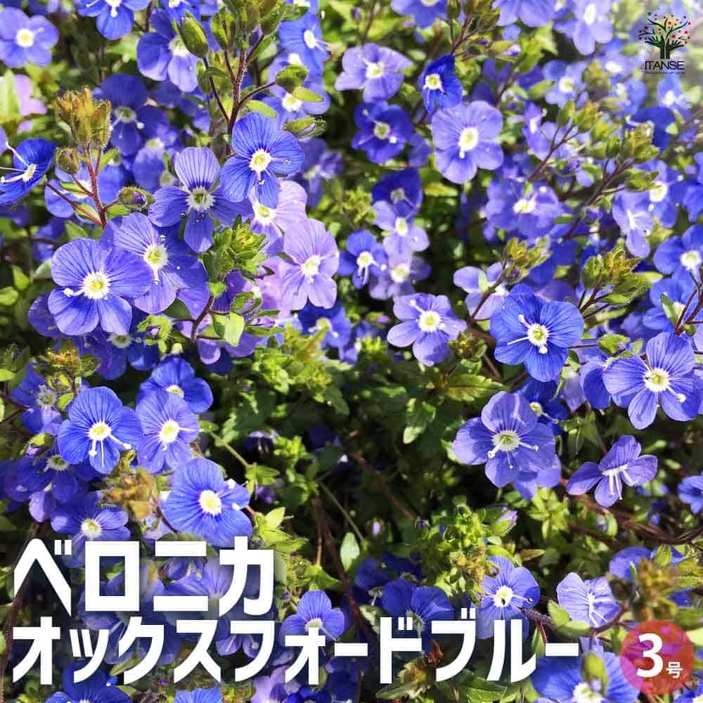 【マラソン★P5倍】ベロニカ オックスフォードブルー 花苗 3号ポット Veronica longifolia Charlotte オオバコ ゴマノハグサ クワガタソー 送料無料 即納