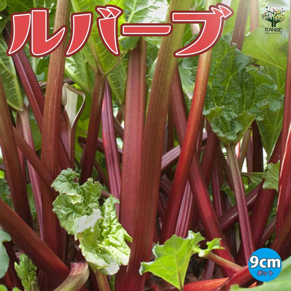 楽天市場】【今秋は良品です】赤い生ルバーブ 1kg 2025 農薬不