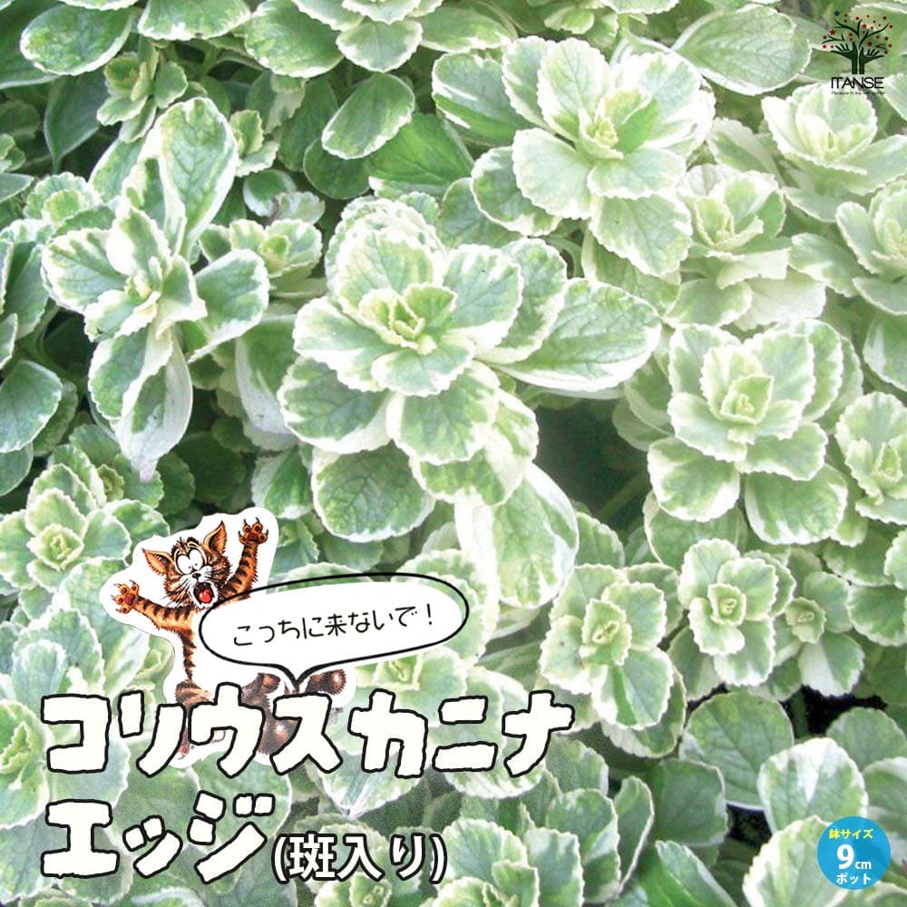 観葉草木特集