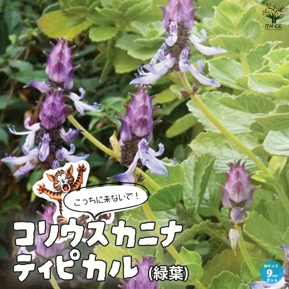 観葉草木特集
