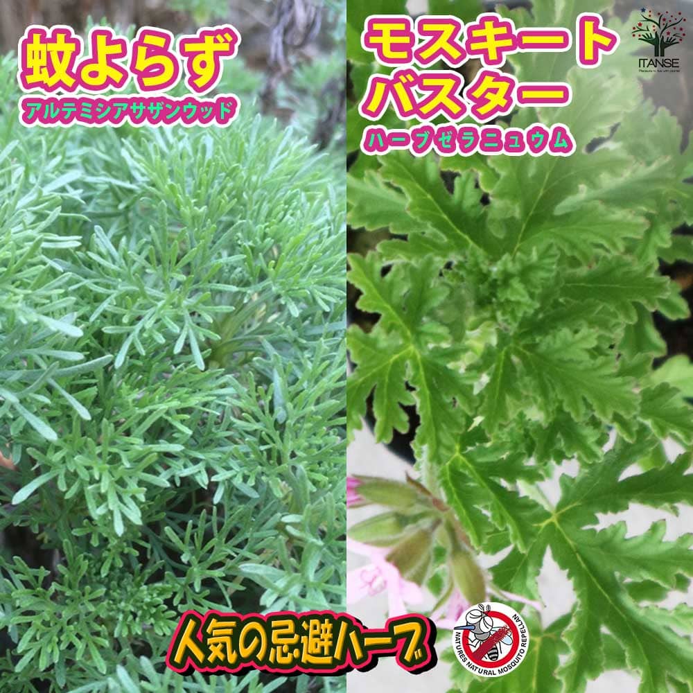 観葉草木特集