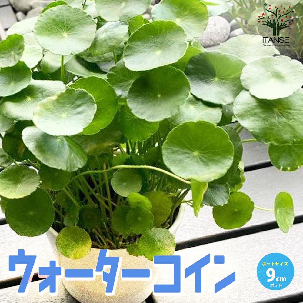 観葉草木特集