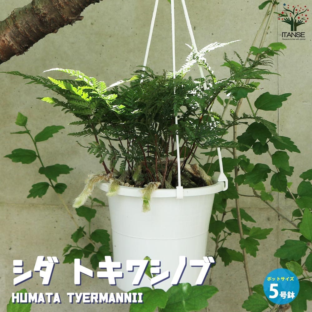 トキワシノブ　大株　吊り下げ式 観葉植物 トキワシノブ 常盤忍 吊り鉢 | PLANTS SHOP OLIVE