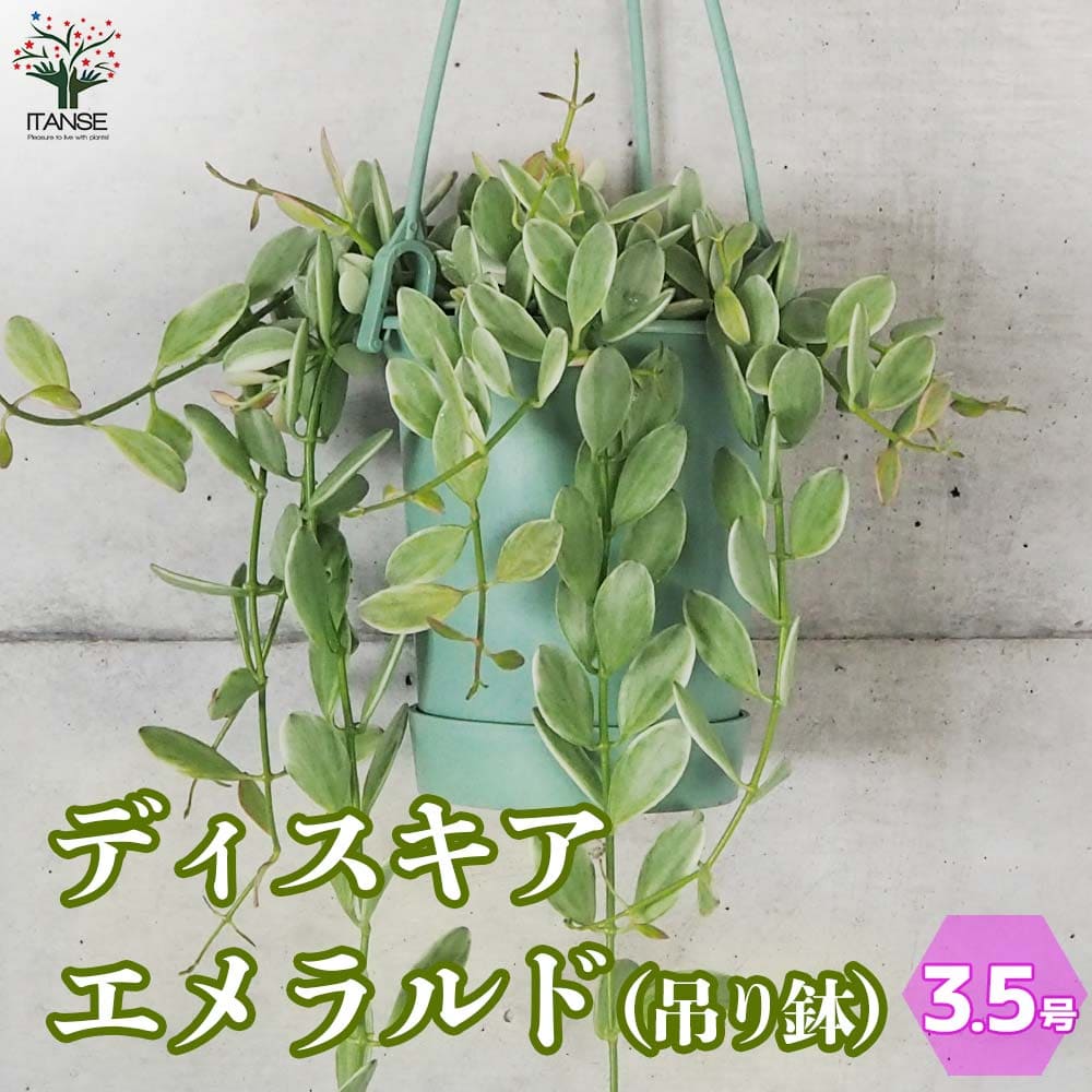 【送料無料】ディスキディア エメラルド 観葉植物 3.5号吊り鉢 観葉植物 ディスキディア 着生植物 着生 Dischidia bengalensis つる性 蔓性 送料無料 即納