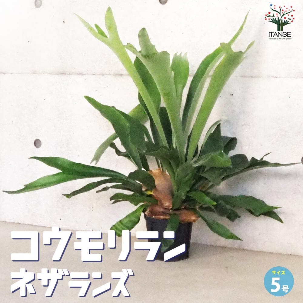 楽天市場】おしゃれ 観葉植物：ビカクシダ コウモリラン ネザーランド