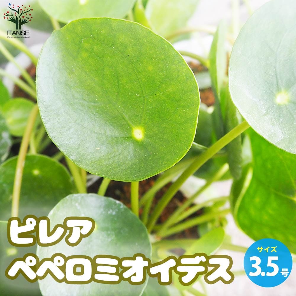 【送料無料】ピレア ペペロミオイデス 観葉植物 3.5号ポット 観葉植物 ピレア Pilea チャイニーズマネープラント パンケーキプランツ 観葉 送料無料 即納