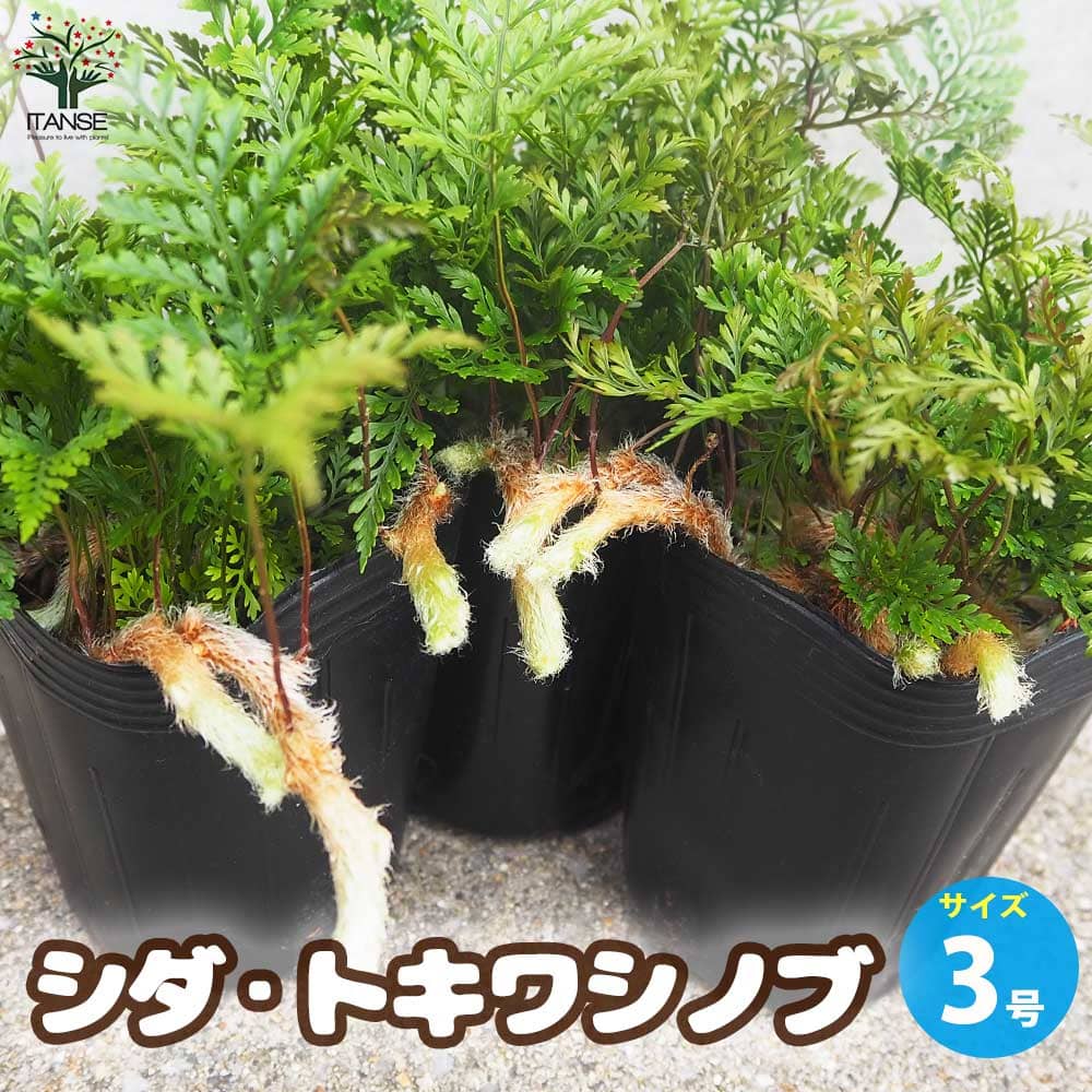 【送料無料】シダ トキワシノブ 観葉植物 3号ロングポット シダ トキワシノブ 常磐忍 苔玉 盆栽 ミニ盆栽 ミニ観葉 縁起物 インテリア 送料無料 即納｜植物販売のＩＴＡＮＳＥ店