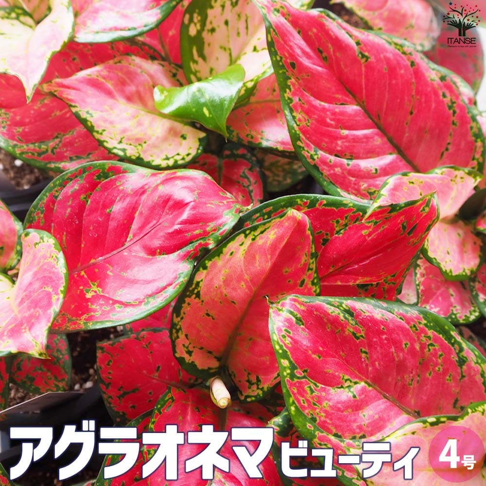 【マラソン★P5倍】アグラオネマ ビューティ 観葉植物 4号鉢 観葉植物 アグラオネマ Aglaonema オフィス リビング 玄関 庭 屋内 インテリア 感謝 送料無料 即納