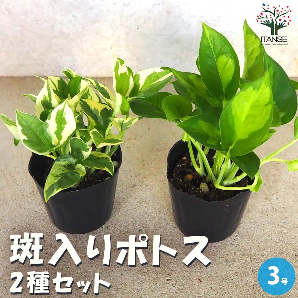 楽天市場】ポトス 3種ミックス植え 5号【観葉植物 5寸 インテリア