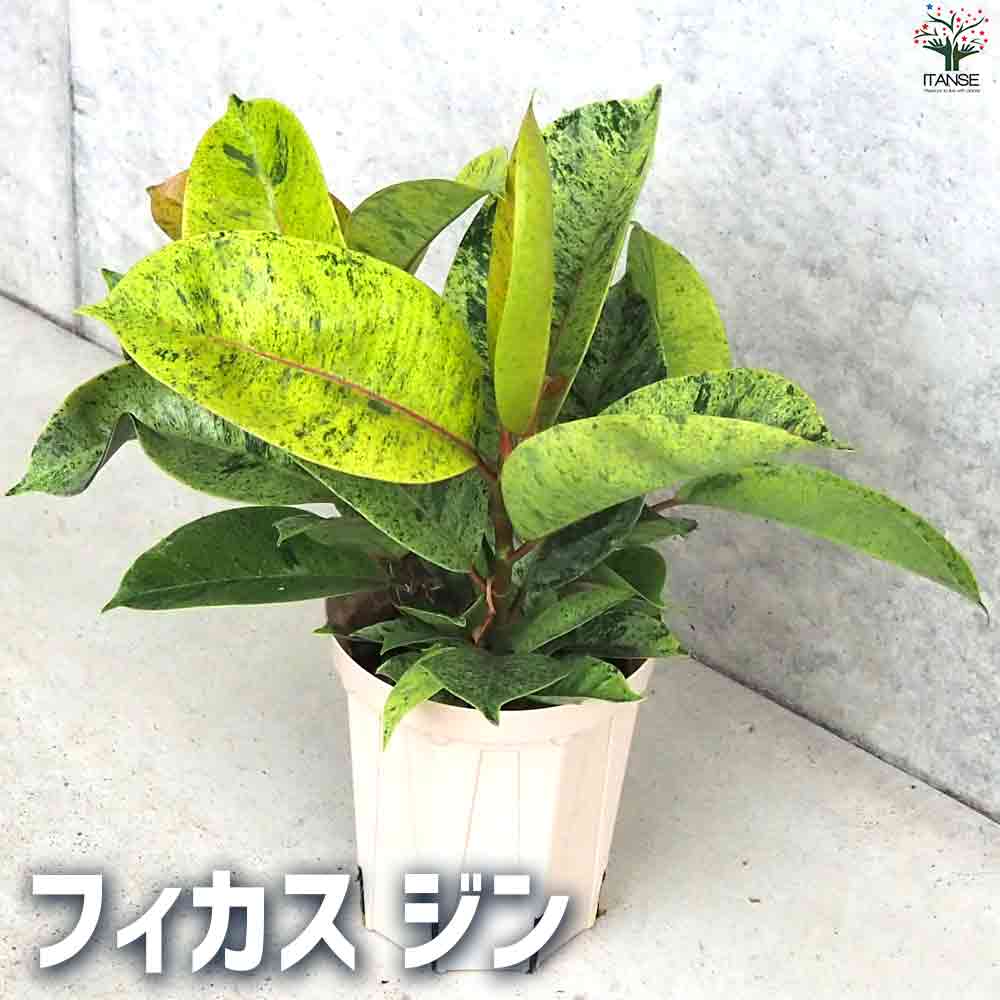 楽天市場】フィカス・エラスティカ・ジン 7号 観葉植物 鉢植え