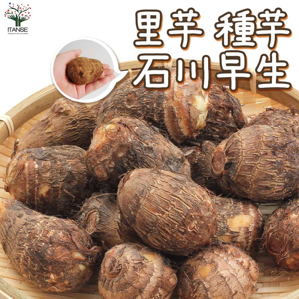 【マラソン★P5倍】サトイモの種芋 品種：石川早生 野菜種芋 ( 重さは充填時のものです ) さといも サトイモ さと芋 種芋 種いも たねいも 小芋 コイモ タロイモ タイモイエツイモ ツルノコモ ハスイモ 蓮芋 里芋 里イモ 送料無料 即納
