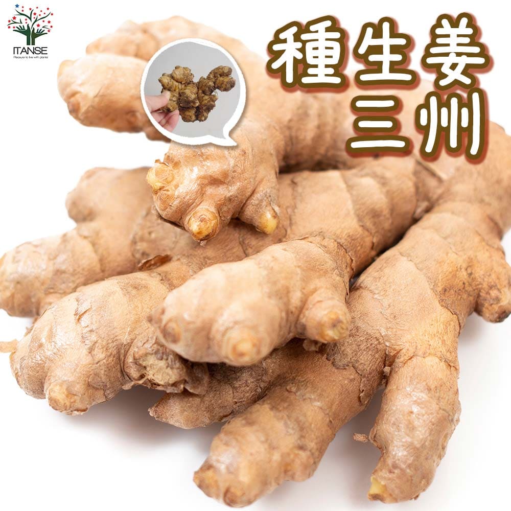 【マラソン★P5倍】種生姜 品種:三州 ( さんしゅう ) 野菜の苗 1kg ( 充填時 ) しょうが 生姜 種生姜 種しょうが たねしょうが はじかみ 乾薑 かんきょう ジンジャー 送料無料 即納