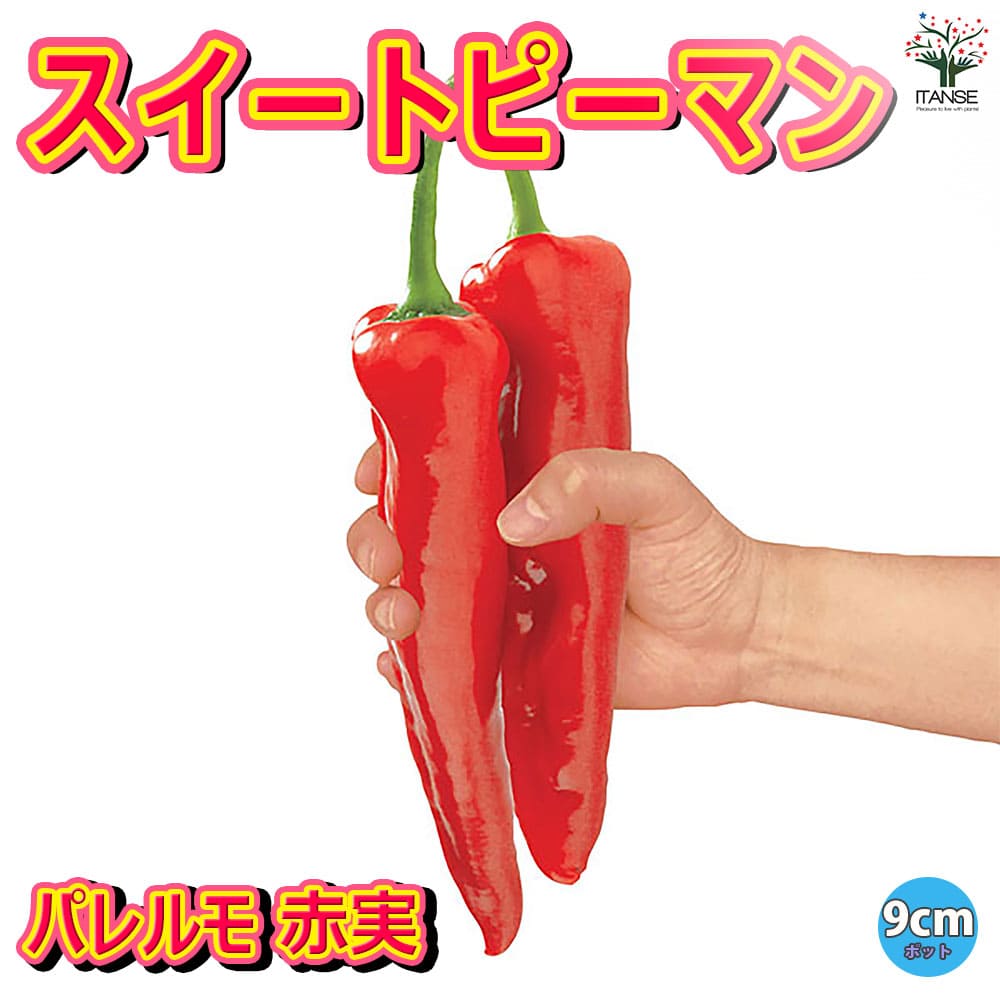 観葉草木特集